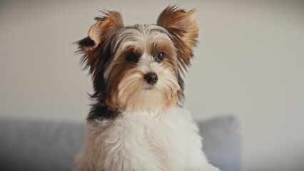 Portrait of a biewer terrier puppy looking alert in a cozy indoor setting.