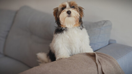 Adorable biewer terrier puppy sits alert on a comfortable grey couch inside a cozy home, exuding warmth and companionship.