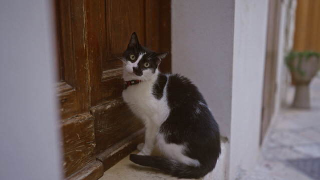 A black and white cat sitting near an old wooden door outdoors during daytime. - Powered by Adobe