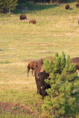 Bison herd grazing in a meadow