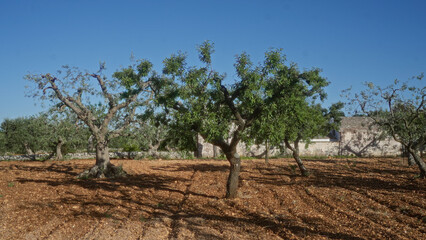 In puglia, italy, almond trees prunus dulcis thrive in a sunlit, rural landscape with clear blue...