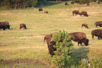 Bison herd grazing in a meadow