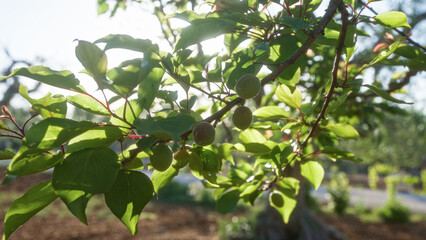 Sunlit apricot tree branch with green leaves and young fruits in an outdoor garden in puglia, italy.