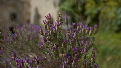 Close-up of vibrant lavandula stoechas flowers in bloom in a rustic outdoor garden in puglia, southern italy, showcasing mediterranean flora with blurred greenery in the background.