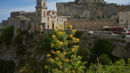 Fennel in foreground against the historic backdrop of matera town in basilicata, italy, with stone buildings, cliffs, greenery, and a red bus visible.