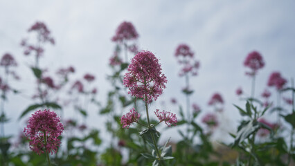 Pink centranthus ruber flowers blooming outdoors in puglia, italy, under a partially cloudy sky,...