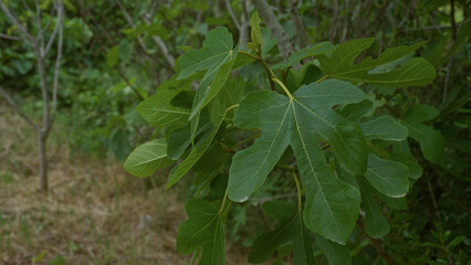 Obraz premium A lush fig tree ficus carica with large, verdant leaves in an outdoor setting in puglia, southern italy, showcasing vibrant greenery and a dense woodland area.