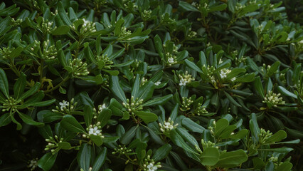 Lush green pittosporum tobira shrub with small white flowers outdoors in puglia, italy, showcasing dense foliage and blooming buds in a natural setting.