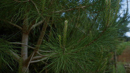 A close-up shot of an aleppo pine pinus halepensis in an outdoor setting in puglia, italy, with lush green needles and tree branches in focus.