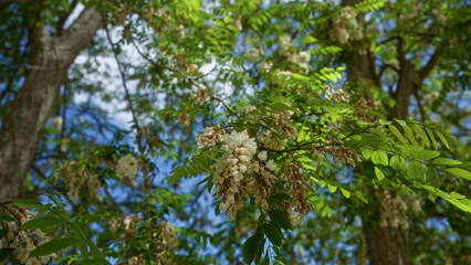 Close-up of beautiful robinia pseudoacacia flowers blooming under the clear blue sky in puglia, italy, showcasing lush green leaves and tall tree trunks in the background.