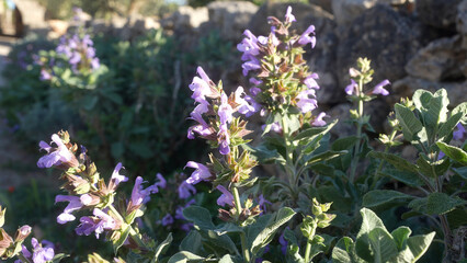 Vibrant salvia officinalis plants flourish under the puglian sun, showcasing their delicate purple flowers against a rustic stone backdrop in southern italy.