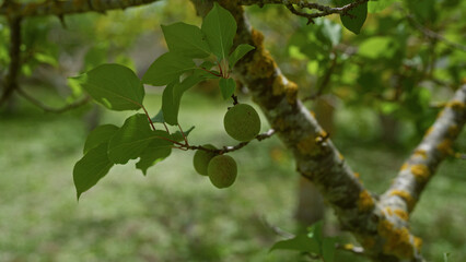 Close-up of green apricot fruits on a branch with leaves in a puglia orchard outdoors during summer.