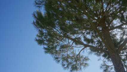 View of a vibrant pinus pinea, also known as a stone pine, against a clear blue sky in puglia, italy, showcasing its lush green needles and sturdy branches in an outdoor setting.