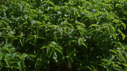 Obraz premium Lush mint plants mentha grow in abundance under the bright sunlight in puglia, italy, showcasing fresh, green foliage outdoors.