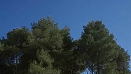 Obraz premium Tall pine trees in a serene outdoor setting in puglia, italy, exhibited against a clear blue sky, capturing the essence of mediterranean flora.