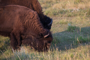American bison grazing in a meadow

