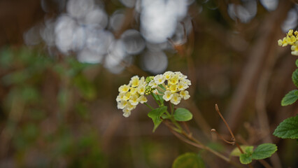 Vibrant yellow lantana in bloom with soft-focus background in murcia, spain, symbolizing mediterranean flora.