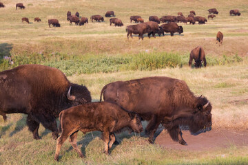 Bison herd grazing in a meadow