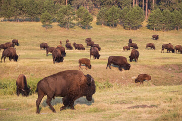 Bison herd grazing in a meadow