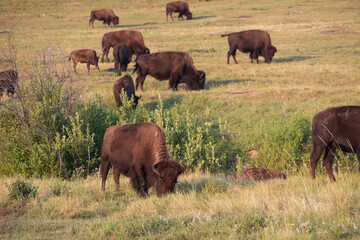 Fototapeta premium Bison herd grazing in a meadow
