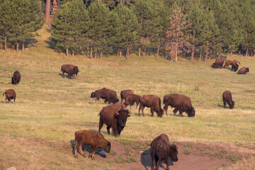 Fototapeta premium Bison herd grazing in a meadow