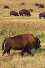 Bison herd grazing in a meadow