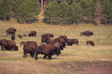 Bison herd grazing in a meadow