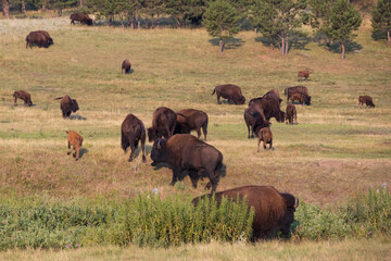 Bison herd grazing in a meadow