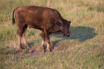 American bison calf in a meadow
