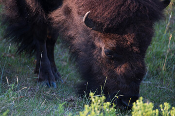 American bison close-up