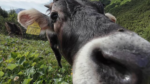 Video von jungen K&uuml;hen mit H&ouml;rnern und Glocken im Gebirge von &Ouml;sterreich