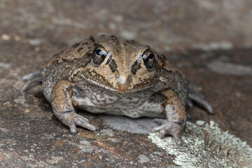 Close up of Australian Striped Burrowing Frog