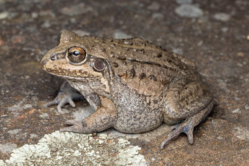 Close up of Australian Striped Burrowing Frog