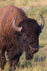American bison close-up