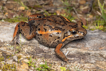 Australian Salmon-striped Frog