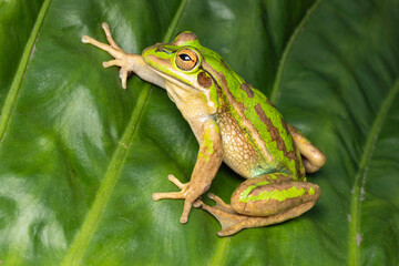 Endangered Australian Green and Golden Bell Frog
