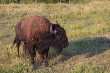 American bison standing in a field