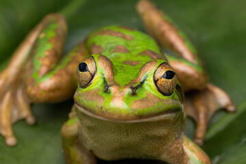 Endangered Australian Green and Golden Bell Frog