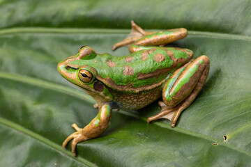 Endangered Australian Green and Golden Bell Frog