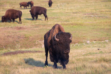 Bison herd grazing in a meadow
