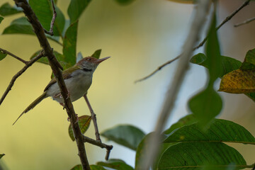 Common tailorbird  perched on branch 