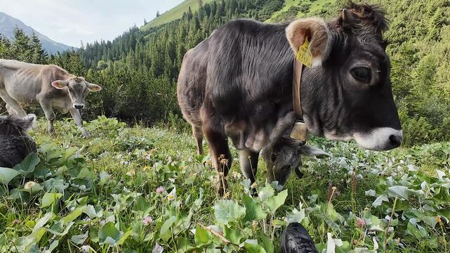 Video von jungen K&uuml;hen mit H&ouml;rnern und Glocken im Gebirge von &Ouml;sterreich
