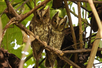 The Sulawesi scops owl (Otus manadensis) is an owl found on the Sulawesi island of Indonesia. This photo was taken in Tangkoko national park.