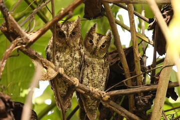 The Sulawesi scops owl (Otus manadensis) is an owl found on the Sulawesi island of Indonesia. This photo was taken in Tangkoko national park.