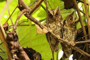 The Sulawesi scops owl (Otus manadensis) is an owl found on the Sulawesi island of Indonesia. This photo was taken in Tangkoko national park.