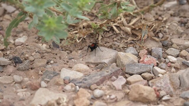 Tarantula Hawk crawling around in the Utah wilderness on West Mountain.