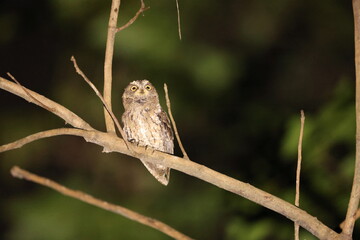 The Sulawesi scops owl (Otus manadensis) is an owl found on the Sulawesi island of Indonesia. This photo was taken in Tangkoko national park.