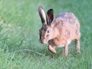 Europäischer Feldhase (Lepus europaeus) 