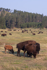 Bison herd grazing in a meadow