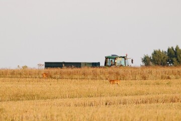 Traktor auf Feld mit Reh © Sheila
